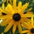 Flower of R. fulgida- orange coneflower