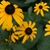 Close up of flower