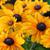 Rudbeckia Hirta