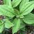 Rudbeckia submentosa