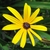 A daisy flower with yellow rays and dark disk.