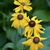 yellow disk flowers with brown centers