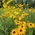 Daisy flowers with yellow rays and dark disk.