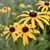Flowers & Bud - Summer -Wake Co., NC