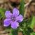 Ruellia caroliniensis