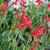 Ruellia elegans