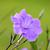 Ruellia simplex