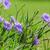Ruellia simplex