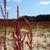 Rumex hastatulus