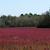 Rumex hastatulus