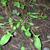 Rumex acetosella