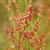 Rumex acetosella
