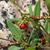 Rumex acetosella