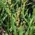 Rumex acetosella