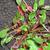 Rumex acetosella