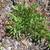 Rumex acetosella