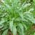 Basal leaves