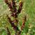 Seed head