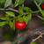 Ruscus aculeatus