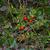 Ruscus aculeatus