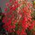 Russelia-equisetiformis