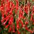 Russelia-equisetiformis