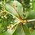 Rusty hairs on stem and leaf
