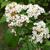 Viburnum rufidulum's flowers close up