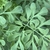 Compound leaves