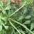 Stems