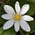 Sanguinaria canadensis