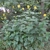 Form