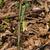 U. sessilifolia