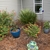 Used as a foundation plant