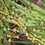 Unripe drupe