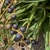 Drupes ripening to purple