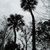 Form (Edgewater, FL)-Mid Winter