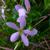 Sabatia angularis