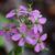 Sabatia angularis