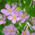 Sabatia angularis