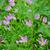Sabatia angularis