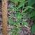 1 yr. Seedling - May - Durham Co., NC