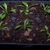 3 Month Seedlings - September - Durham Co., NC