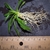 5 Month Seedling & Roots - November - Durham Co., NC