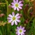 Pink many-petaled flowers with yellow eyes.
