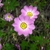 Pink many-petaled flowers with yellow eyes.