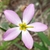 Close up of pink flower with yellow center and stamens.