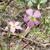 Pink flower with yellow centers.  Style protruding from one.