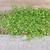 Sagina procumbens form in between walkway