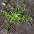 Growth Habit